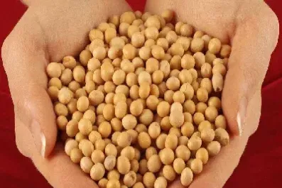 大豆期货 豆粕期货(大豆期货豆粕期货实时行情)_https://hz.meihuadianqi.com_恒指行情_第1张